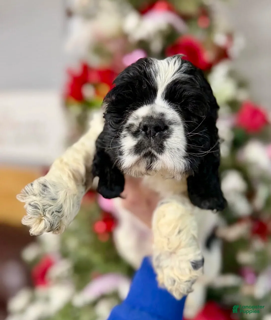 Cocker Spaniel dogs for sale: Cocker Spaniel Puppy 1 - Ad 1