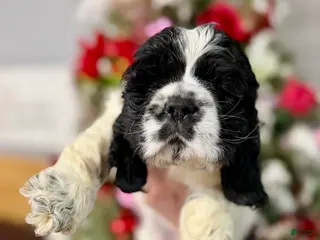 Cocker Spaniel dogs Cocker Spaniel Puppy 1 - Ad 8