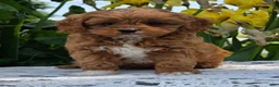 Cavapoo dogs for sale: Lonnie - Ad 4