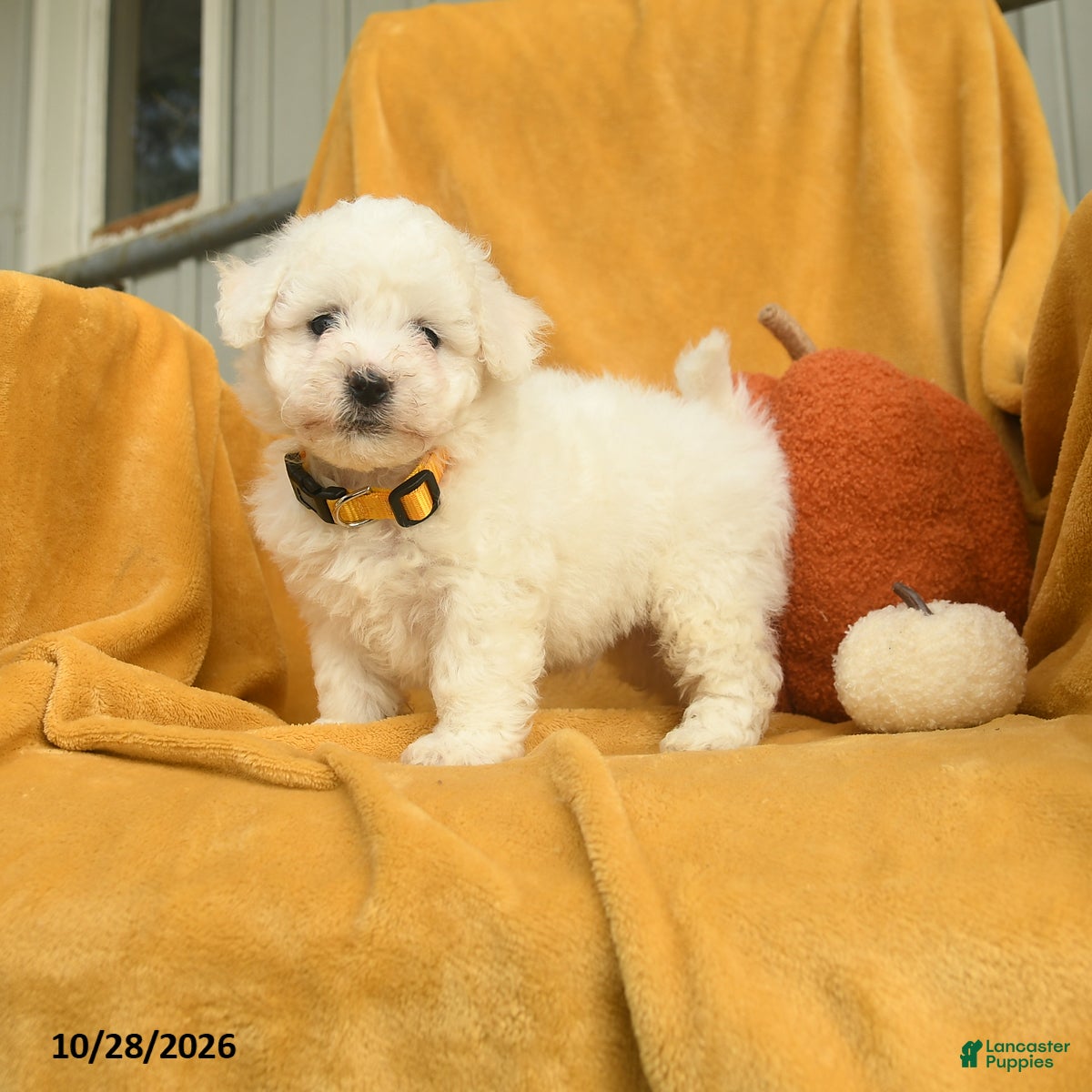 Bichon Frise dogs for sale: Harvey  - Ad 1