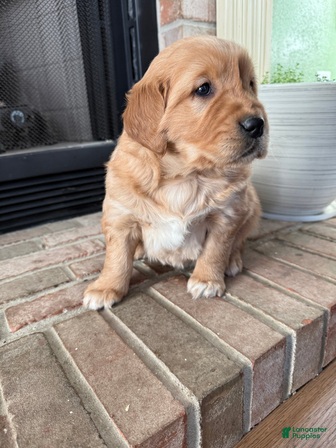 Golden Retriever dogs for sale: Samantha - Ad 10