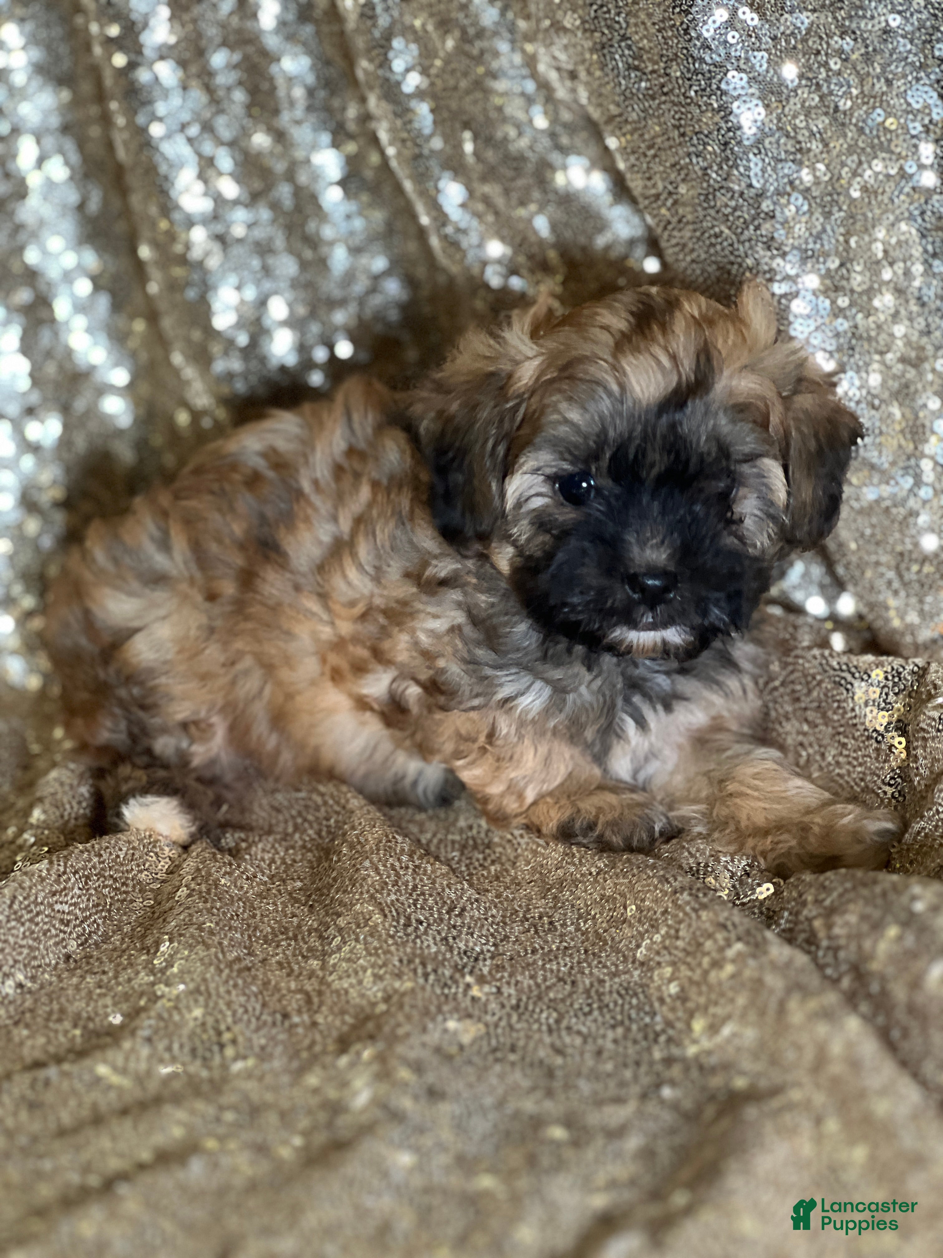 Shihpoo dogs Tiffany - Ad 41
