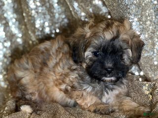 Shihpoo dogs Tiffany - Ad 41