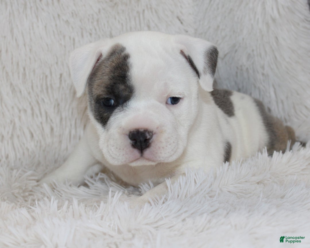 English Bulldog dogs for sale: Roza - Ad 8