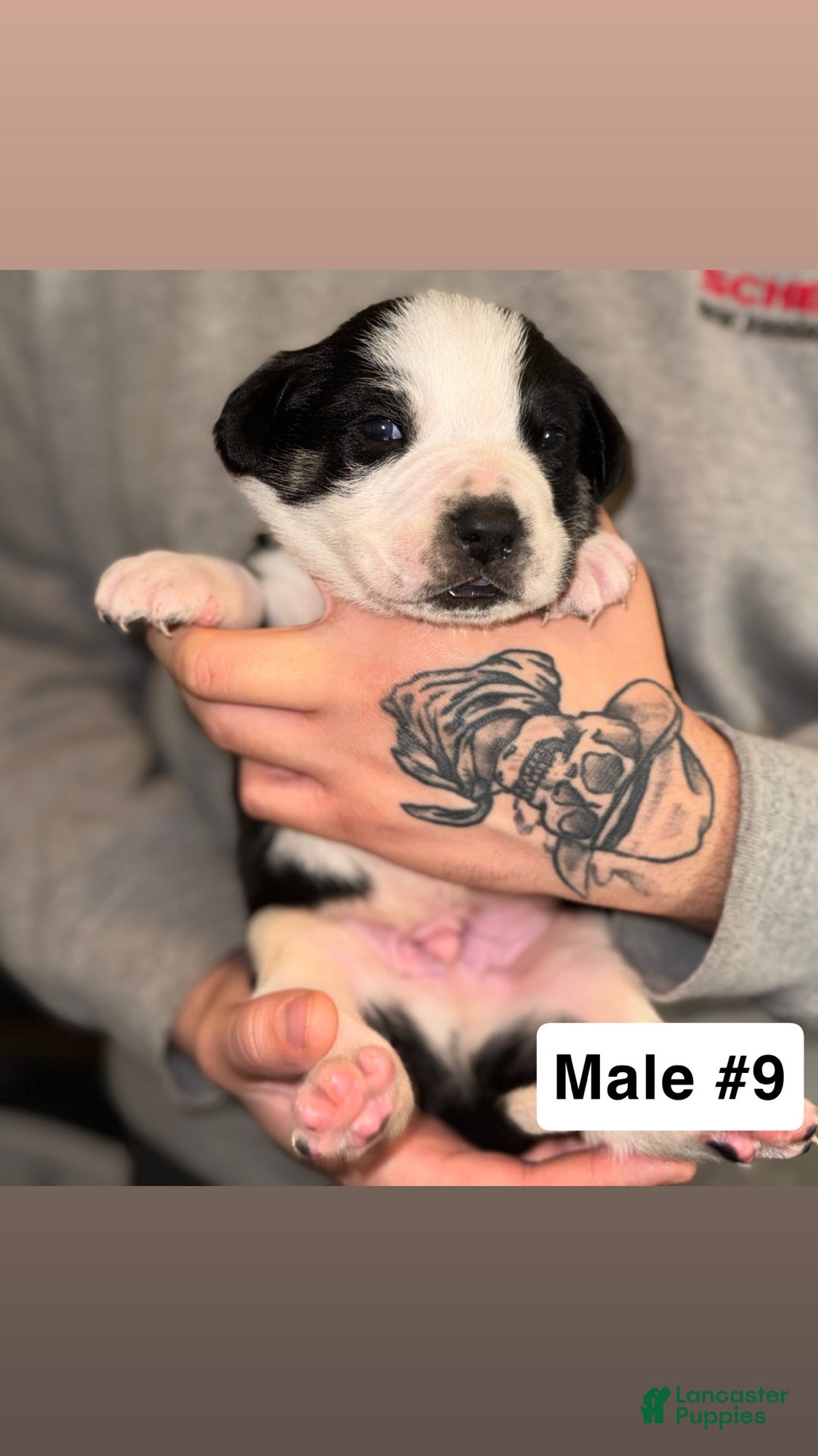 Mixed Breed dogs for sale: Mixed Breed Puppy 9 - Ad 2