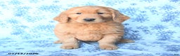 Golden Retriever dogs for sale: Pepper - Ad 2
