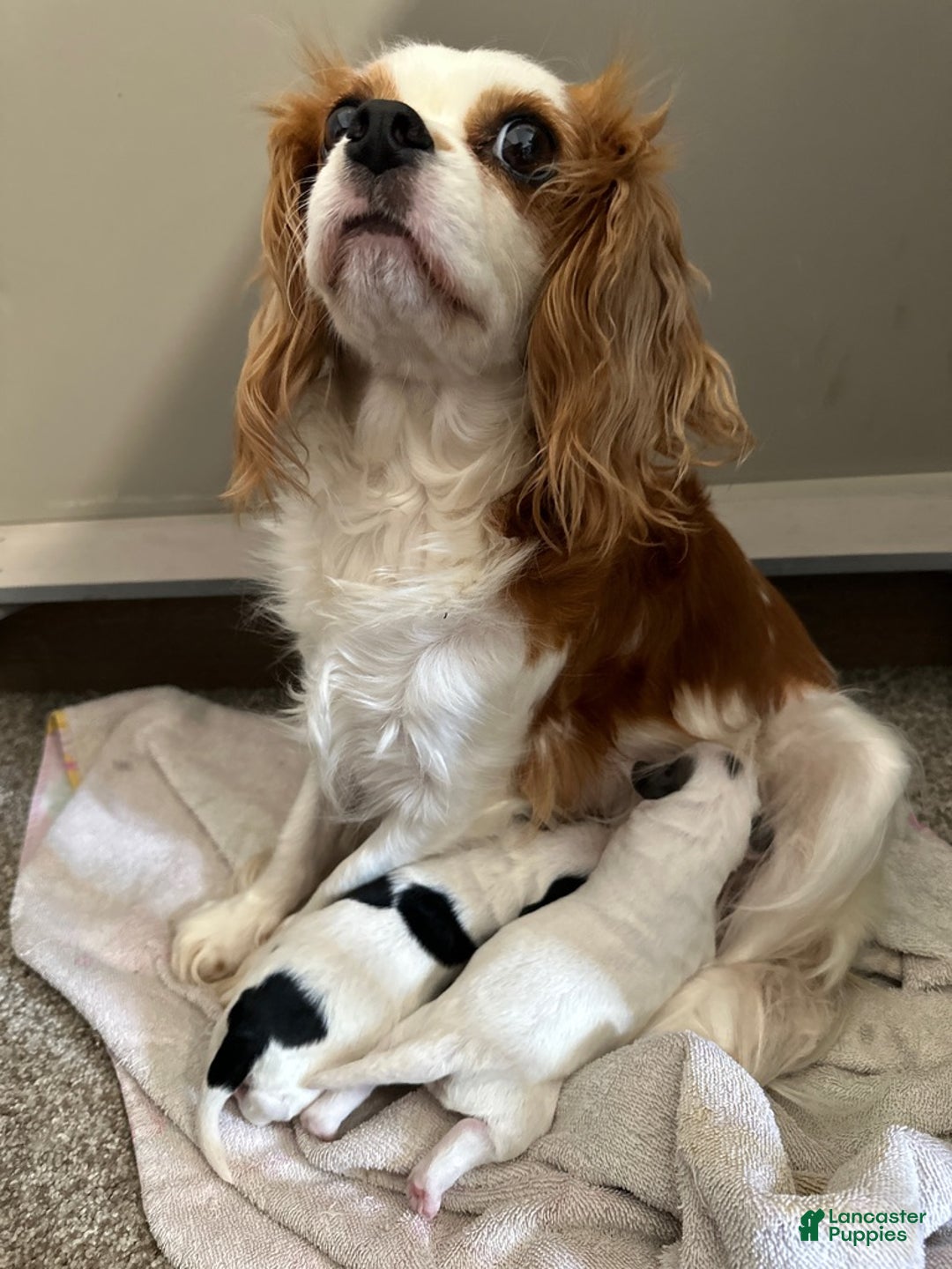 Cavapoo dogs for sale: Honey - Ad 9