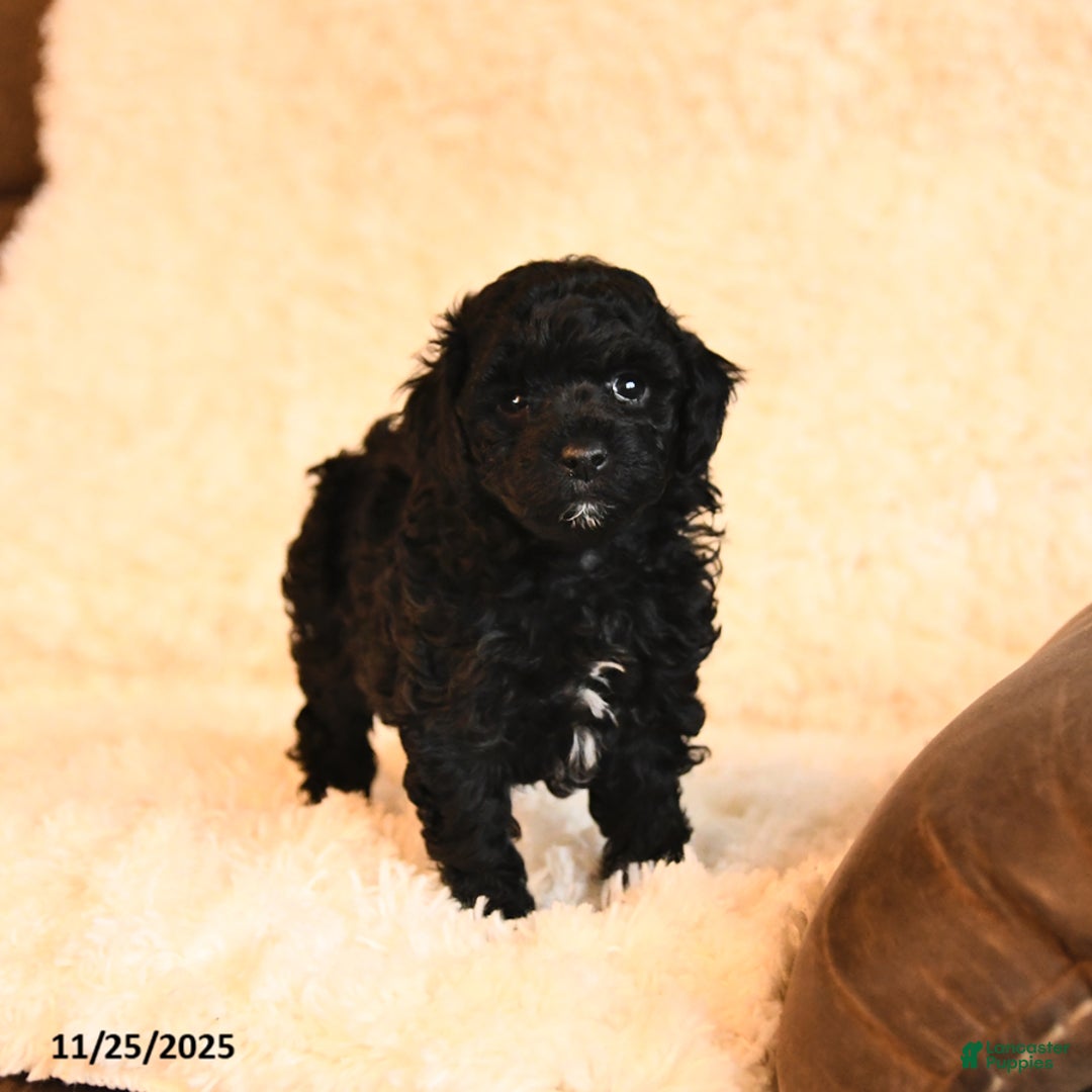 Toy Poodle dogs for sale: Bella   - Ad 2