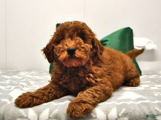 Mini Goldendoodle dogs - Ad 6