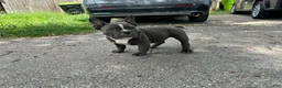 American Bully dogs for sale: Ricky - Ad 9
