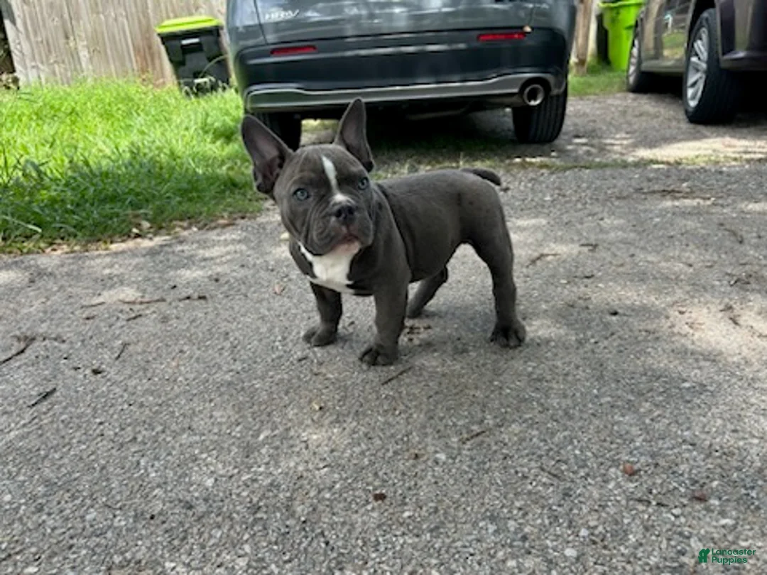 American Bully dogs for sale: Ricky - Ad 9