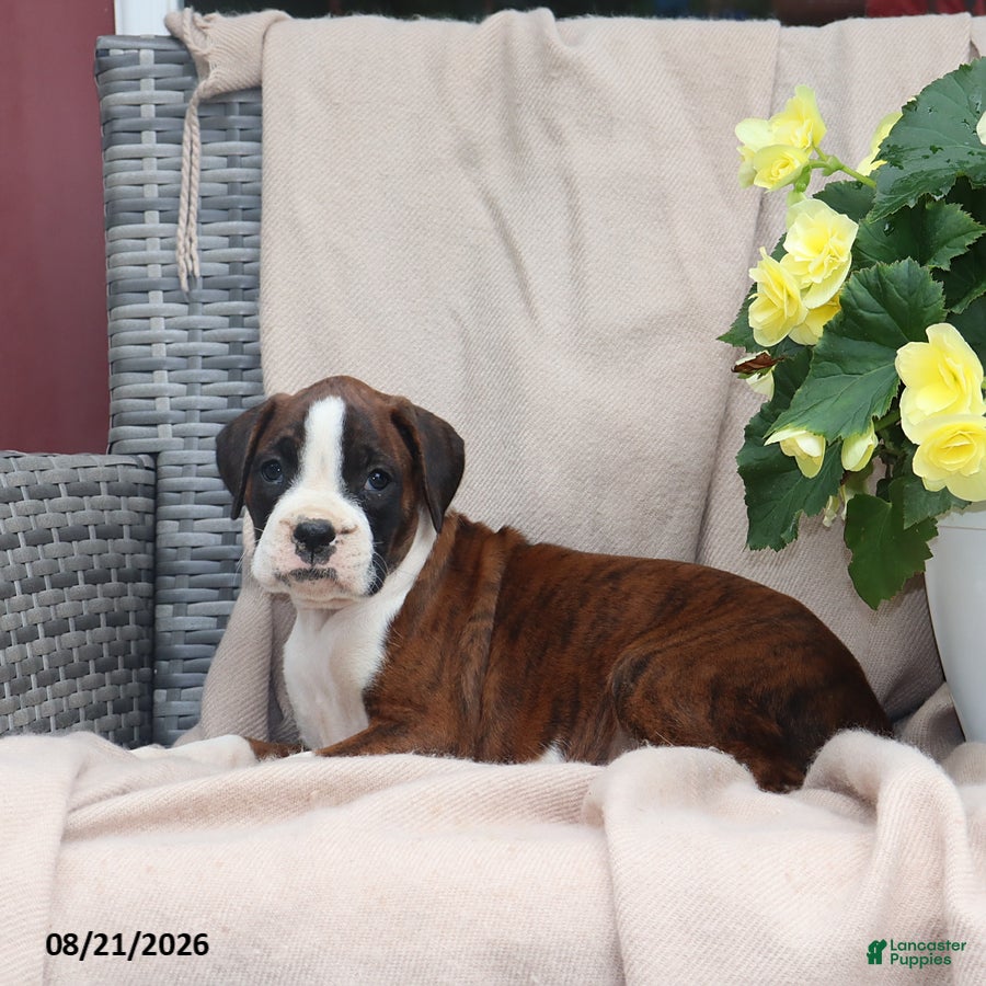 Boxer dogs Sophie - Ad 2