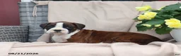 Boxer dogs for sale: Sophie - Ad 2