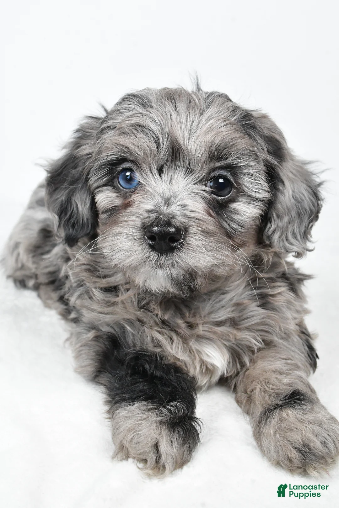 Yorkiepoo dogs for sale: River - Ad 10
