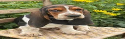 Basset Hound dogs for sale: Walter - Ad 15