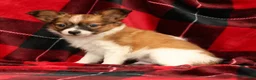 Papillon dogs for sale: Max - Ad 5
