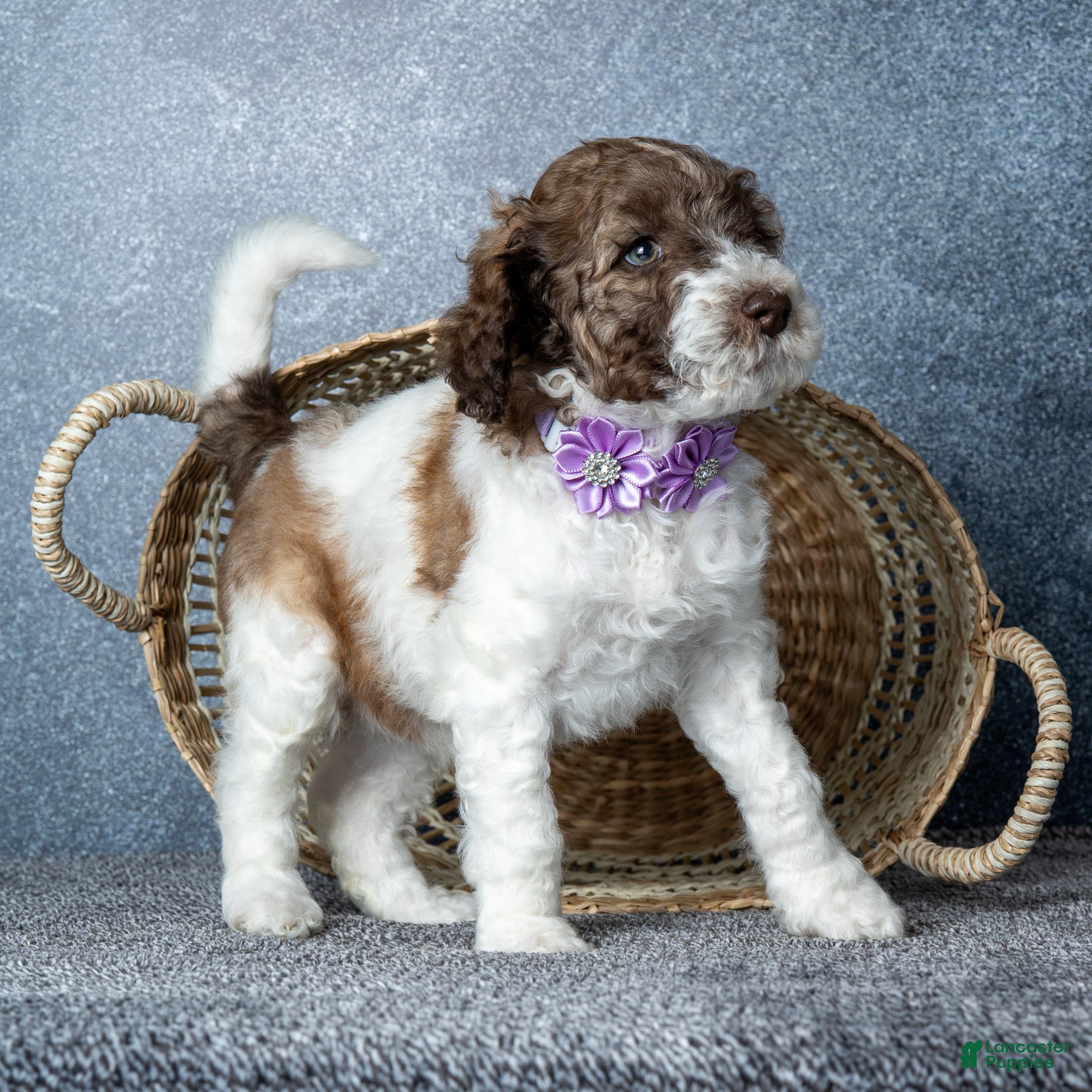Goldendoodle dogs Ms. Caramel Latte - Chocolate-Caramel-and-White Parti Goldendoodle - Ad 2