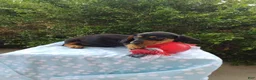 Miniature Dachshund dogs for sale: Jeffy - Ad 5
