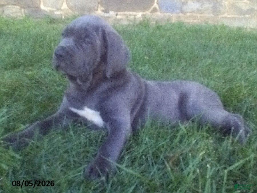 Cane Corso dogs Samson - Ad 1