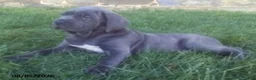 Cane Corso dogs for sale: Samson - Ad 1