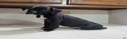 Boxer dogs for sale: Boxer 1 - Ad 6