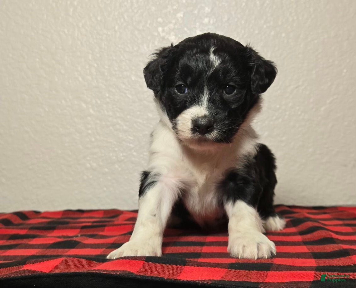 Mini Aussiedoodle dogs Finn – Male - Ad 21