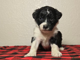 Mini Aussiedoodle dogs Finn – Male - Ad 31