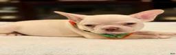 French Bulldog dogs for sale: 4 - Lilac Cream Male - Ad 3