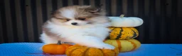Pomeranian dogs for sale: Macey 🎀 - Ad 3