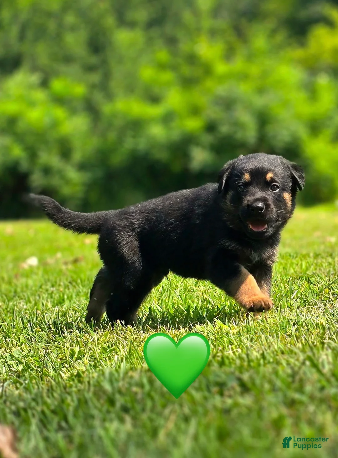 Mixed Breed dogs for sale: Ziggy - Ad 2
