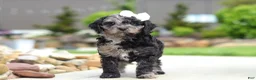 Cavapoo dogs for sale: Paris - Ad 3