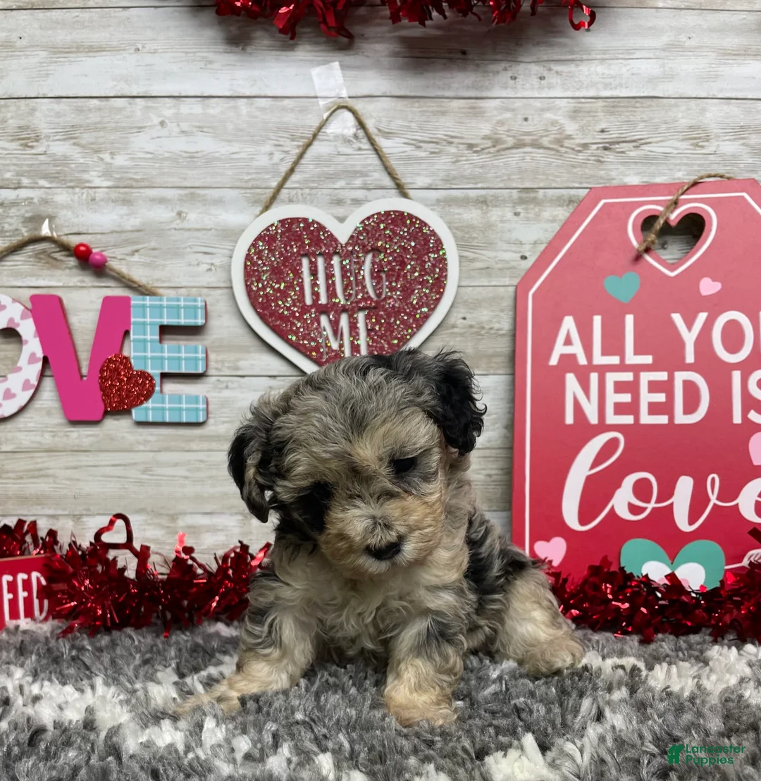 Gallery Image {{count}}