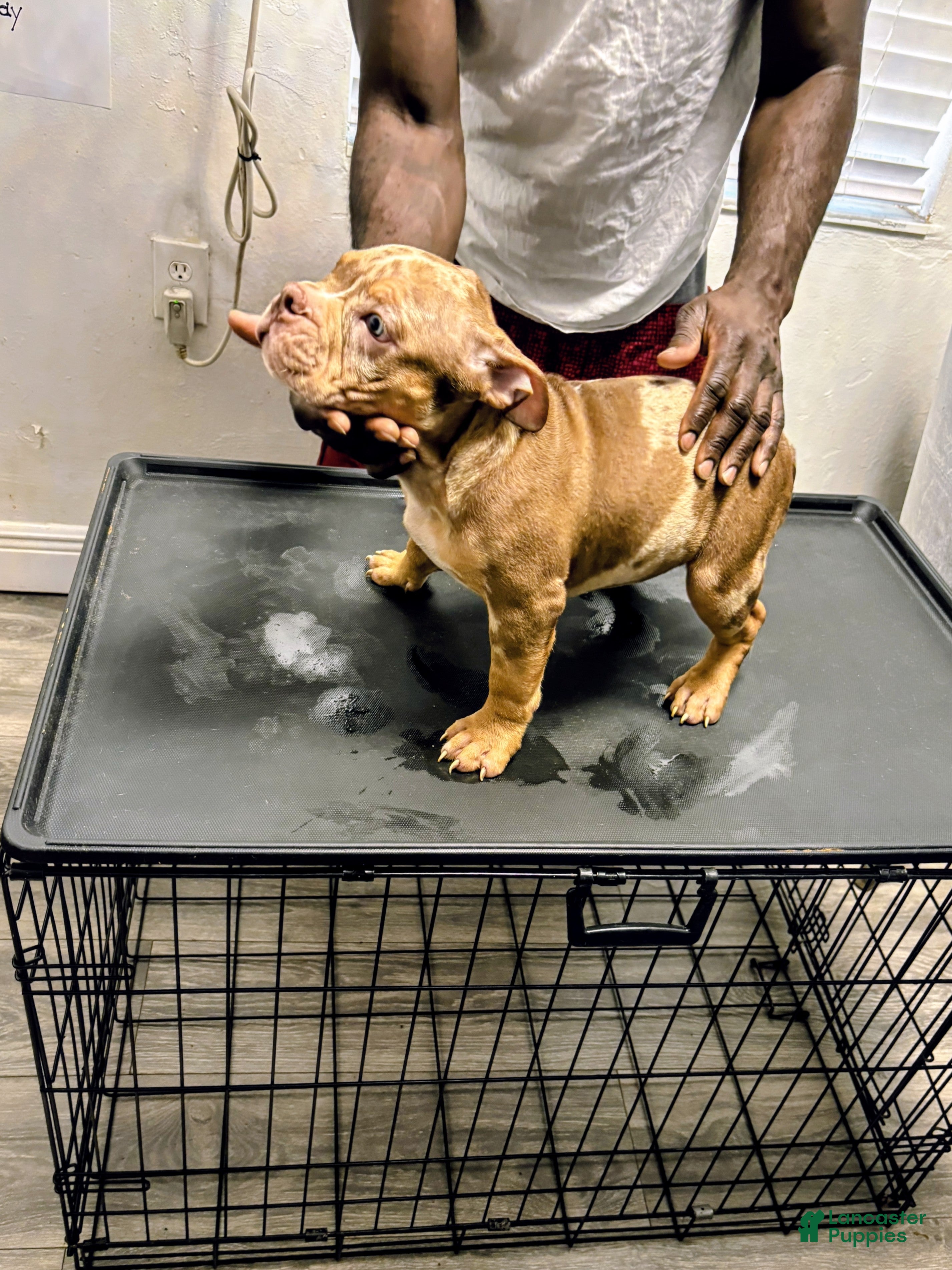 American Bully dogs American Bully Puppy 4 - Ad 6