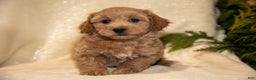 Bichpoo dogs for sale: Ruby - Ad 2