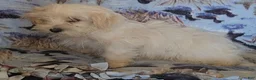 Mixed Breed dogs for sale: Snowball - Ad 5