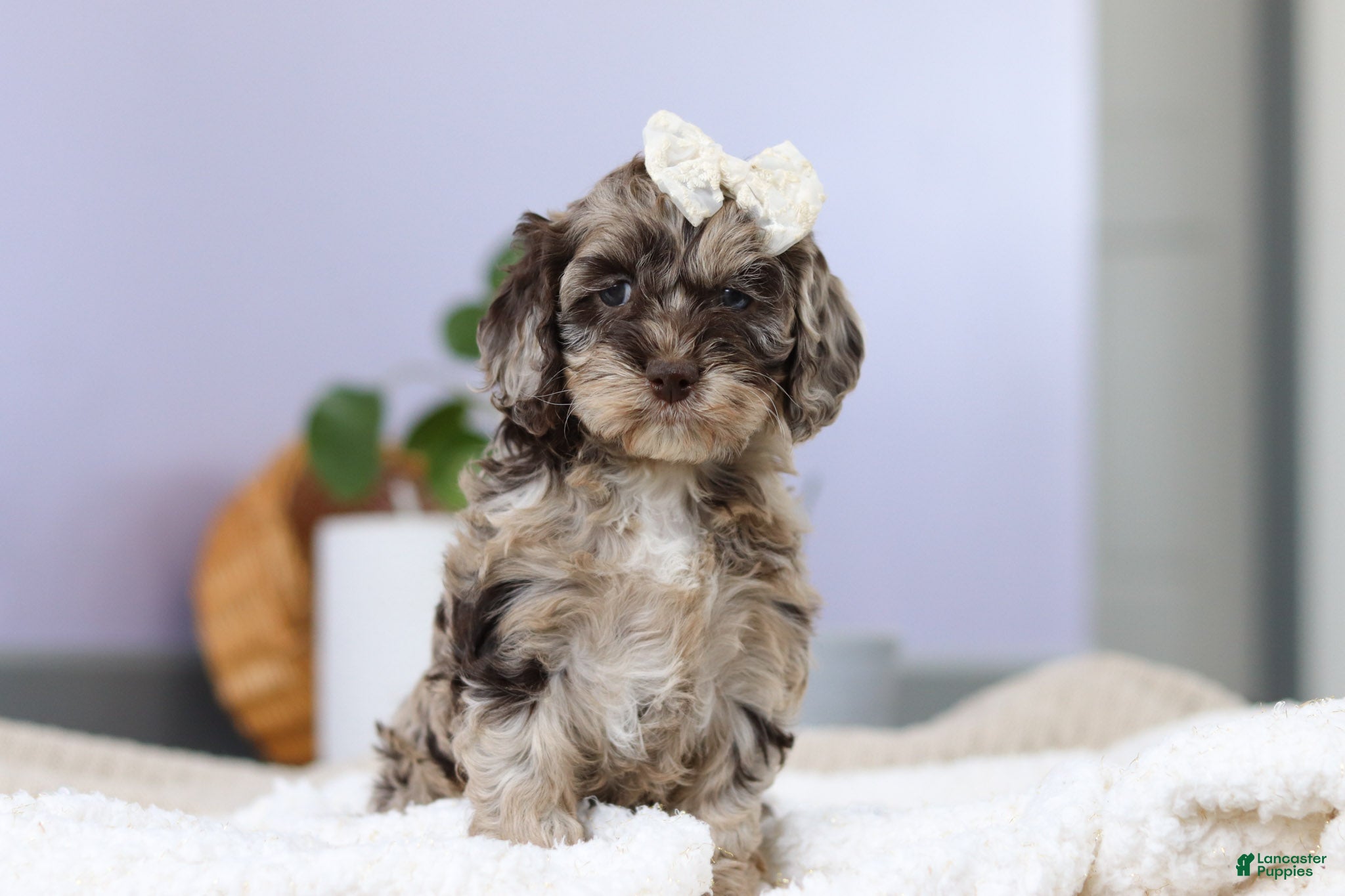 Cockapoo dogs Elianna  - Ad 2