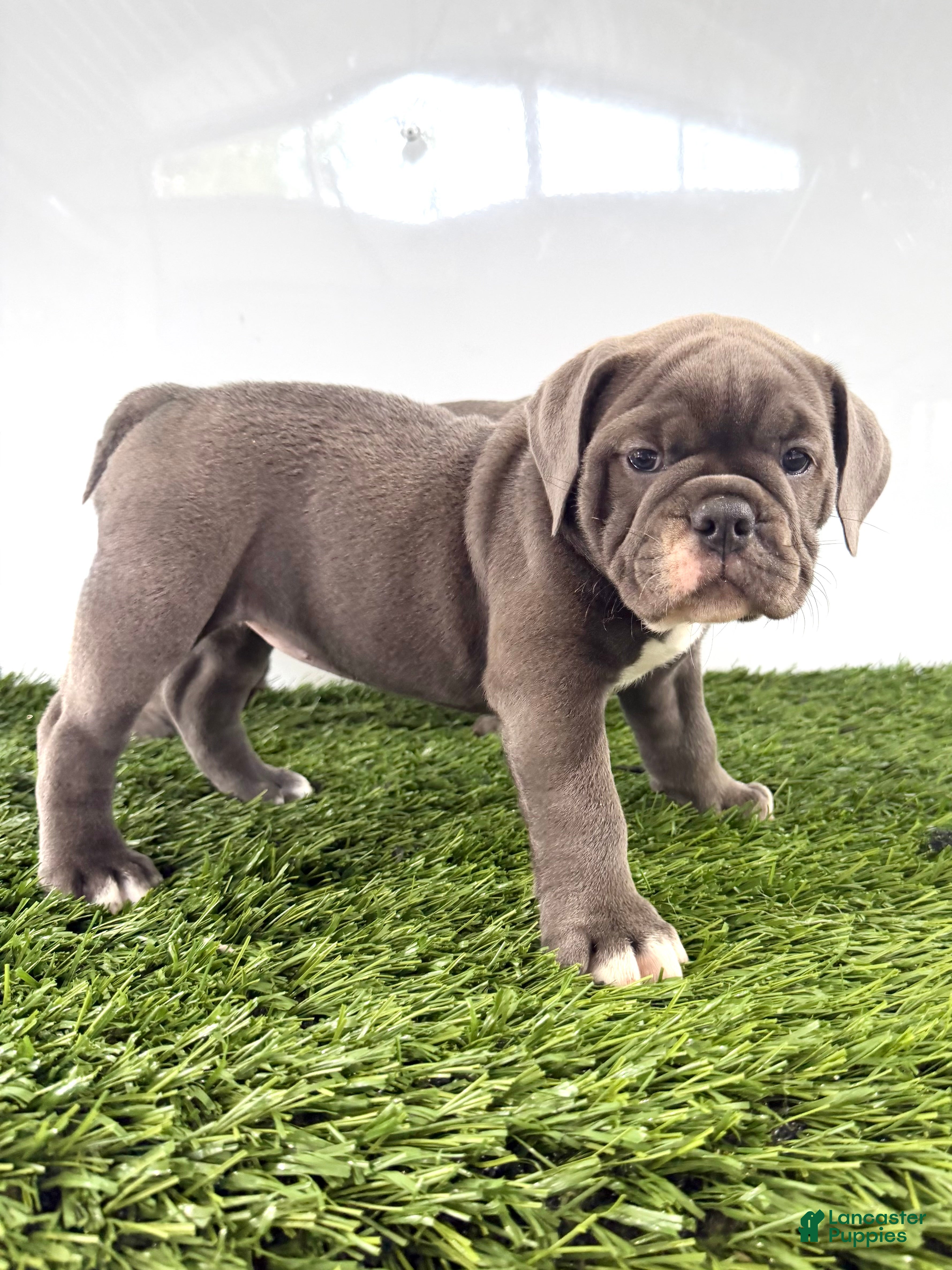 Olde English Bulldogge dogs Lara - Ad 1