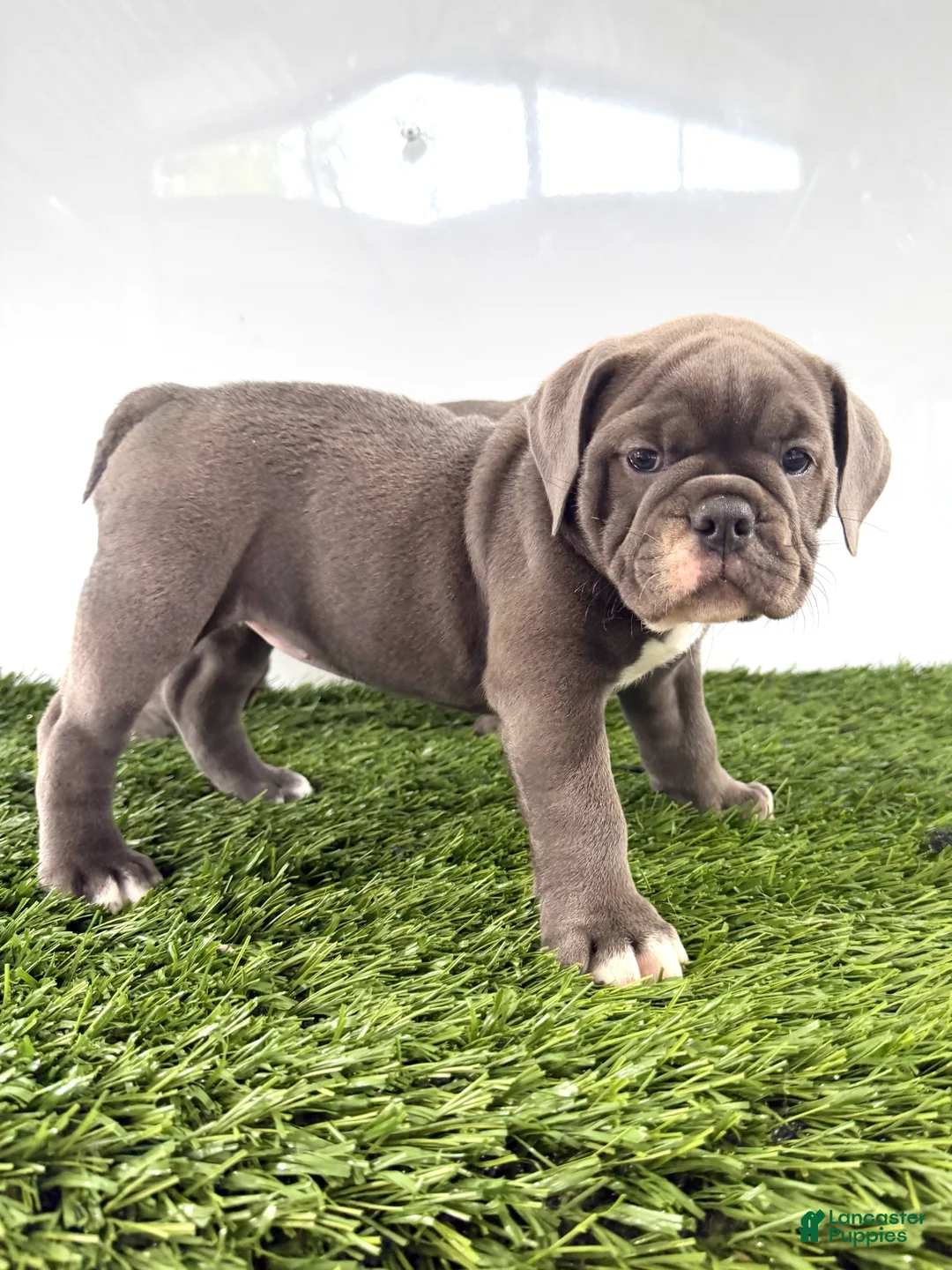 Olde English Bulldogge dogs for sale: Lara - Ad 1
