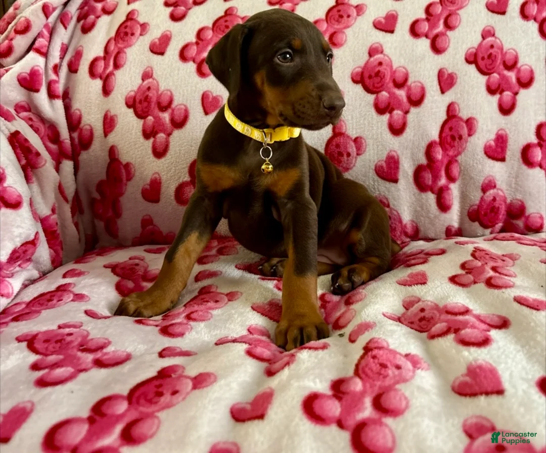 Doberman Pinscher dogs for sale: Val-NOT AMISH  - Ad 4