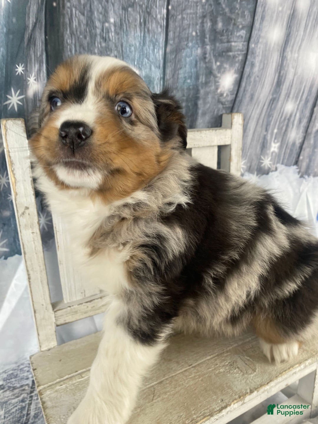 Australian Shepherd dogs for sale: Sterling - Ad 5