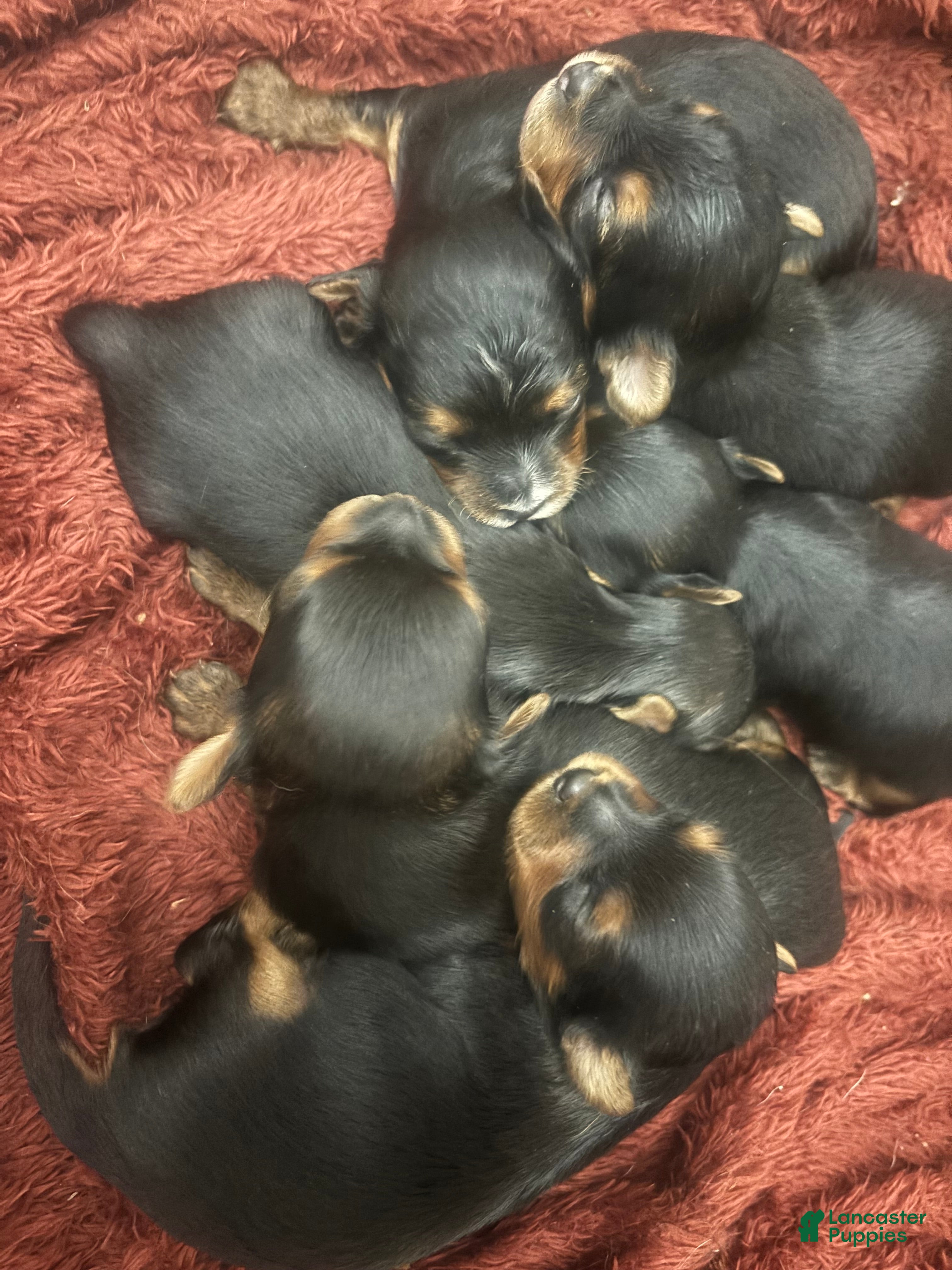 Yorkshire Terrier dogs Yorkshire Terrier 2 - Ad 7