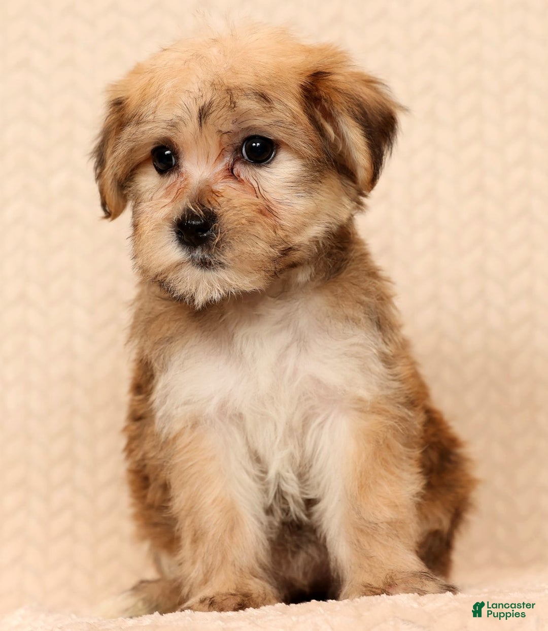 Yochon dogs for sale: Sophia - Ad 6