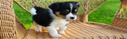 Chihuahua dogs for sale: Saab - Ad 3