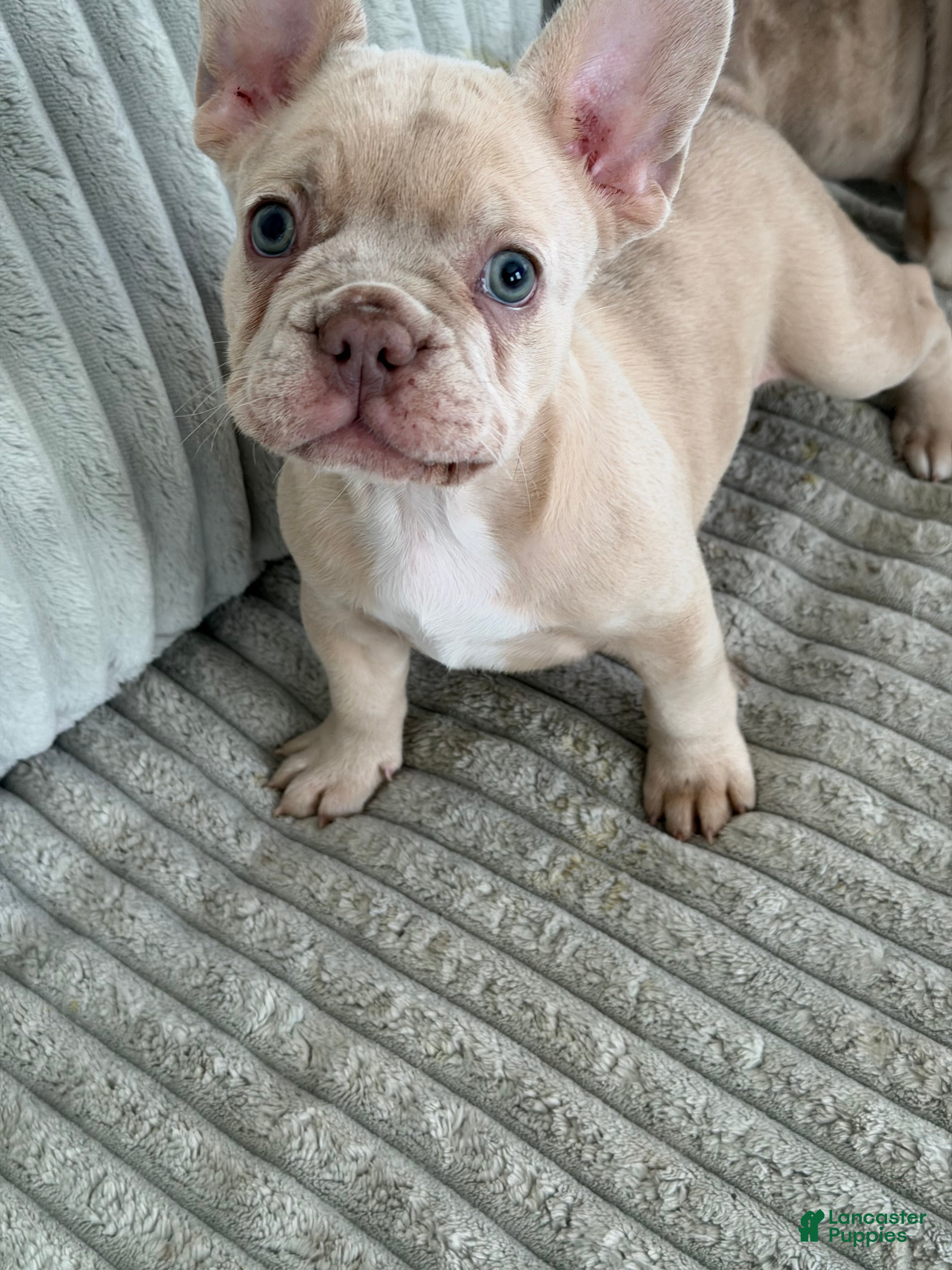 French Bulldog dogs French Bulldog Puppy 2 - Ad 2