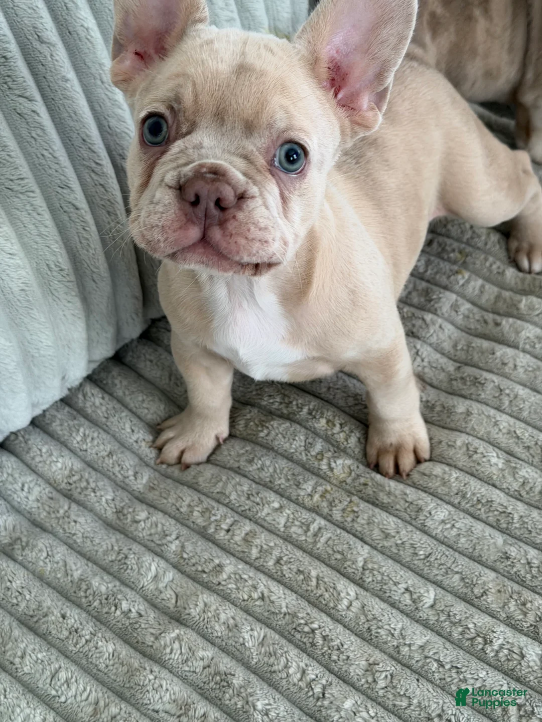 French Bulldog dogs for sale: French Bulldog Puppy 2 - Ad 2