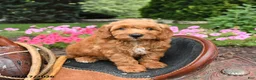 Mini Goldendoodle dogs for sale: Moose - Ad 5