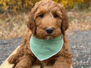 Mixed Breed dogs - Ad 3