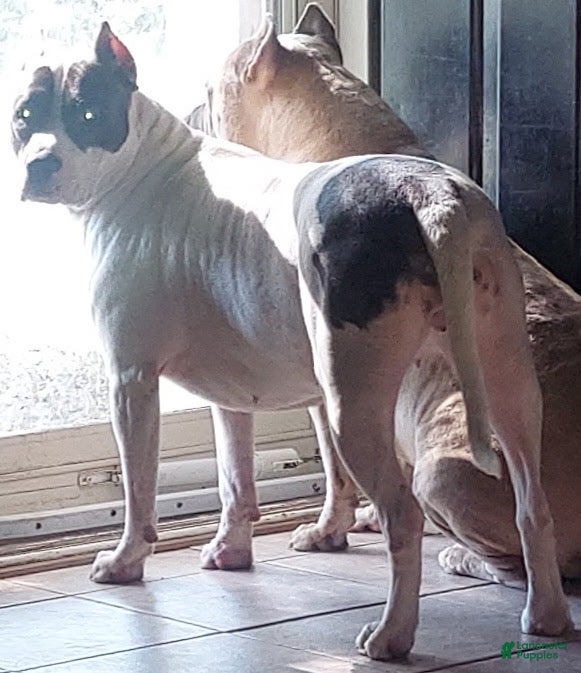 American Pit Bull Terrier dogs American Pit Bull Terrier Puppy 7 - Ad 2