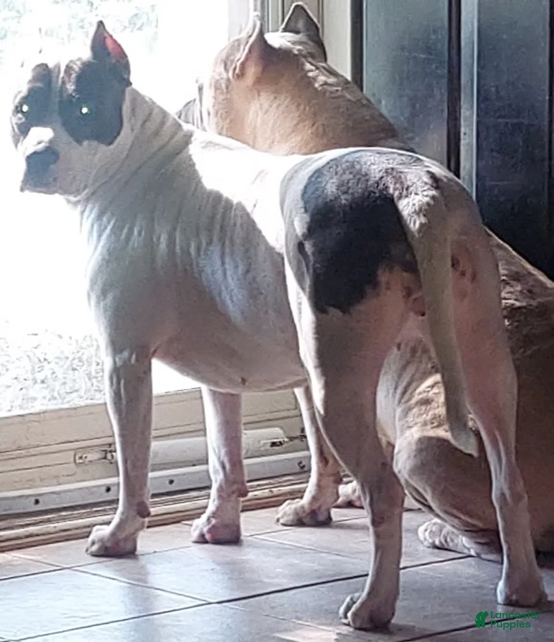 American Pit Bull Terrier dogs for sale: American Pit Bull Terrier Puppy 2 - Ad 2