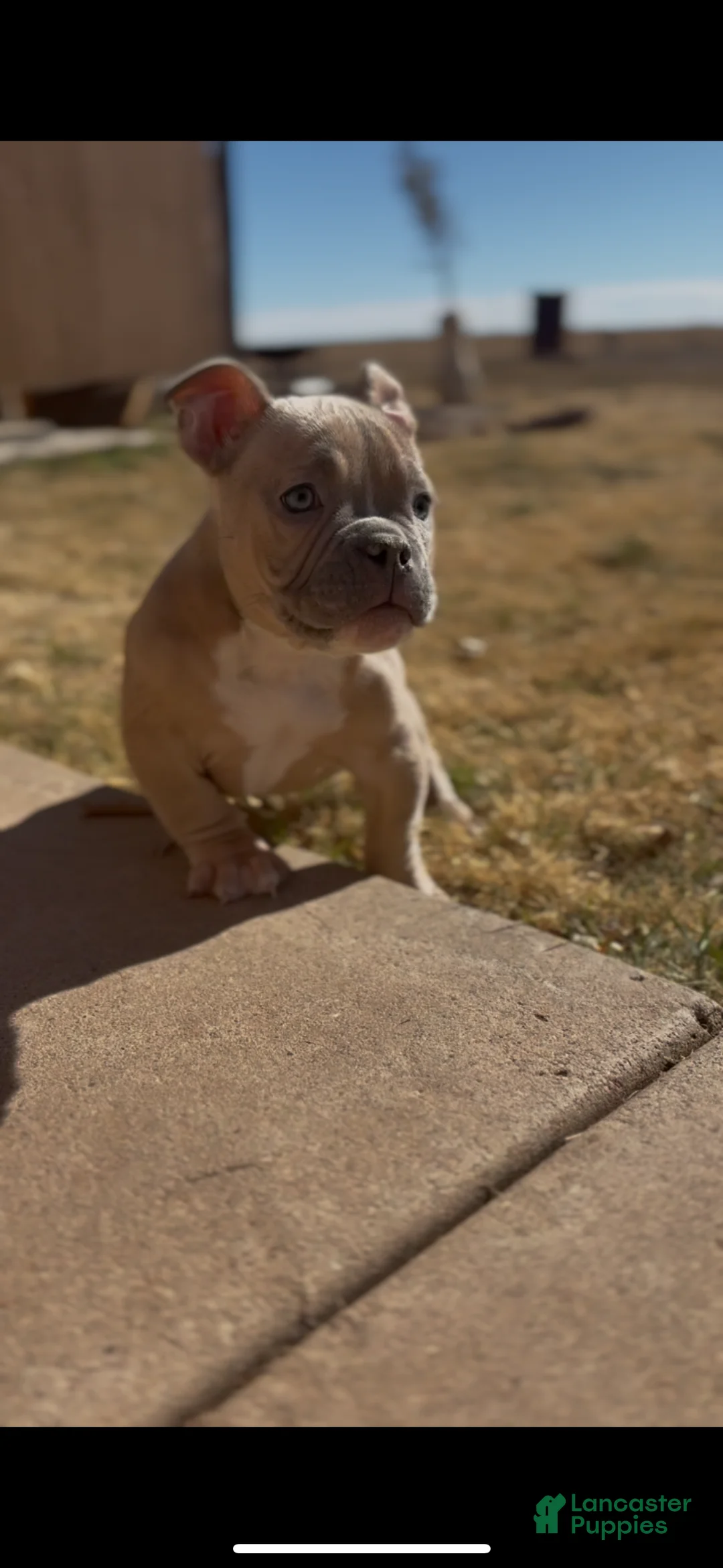 American Bully dogs for sale: American Bully Puppy 1 - Ad 5